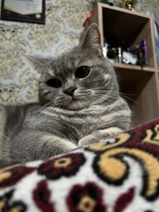 Шотландская кошка