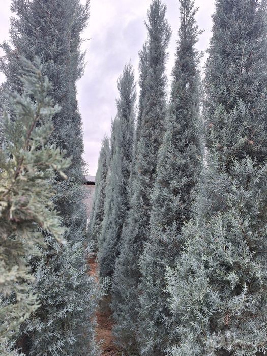 Kiparis Arizonika Italiya Keparis Arizona Archa Dekorativ