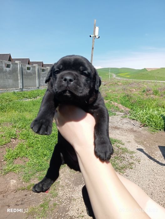 Замечательные щенки породы Кане-Корса