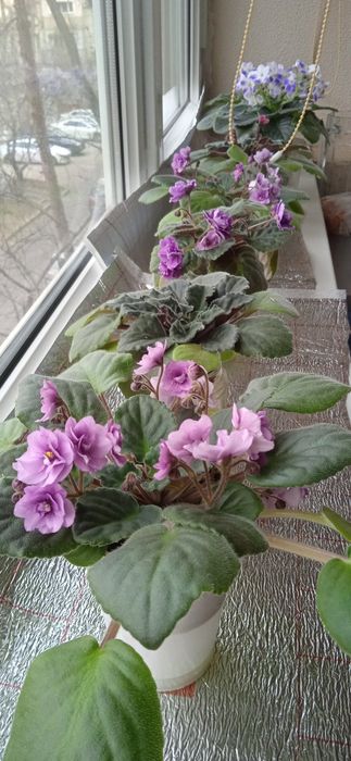 Продам цветущие  фиалки