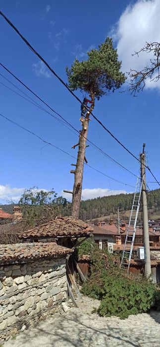 РЯЗАНЕ НА ВИСОКИ И ОПАСНИ ДЪРВЕТА 
Ако имате дърво близо до къща или к
