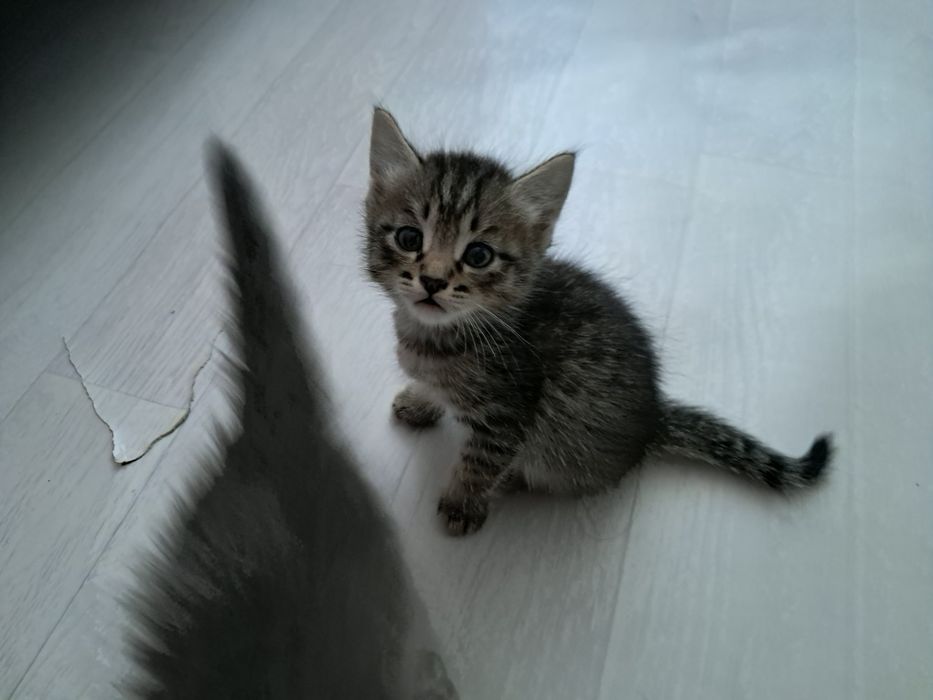 Котята отдам в добрые руки