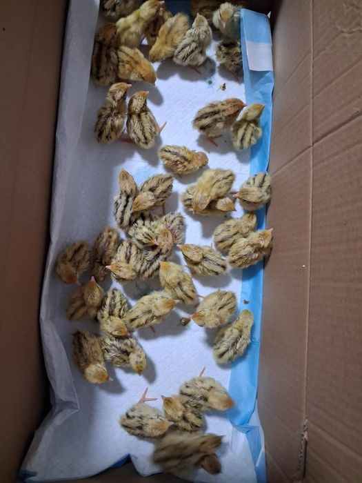 Pui de Prepeliță : Celadon, Japoneza Gigant,  Jumbo Gold,  Giganta Polara