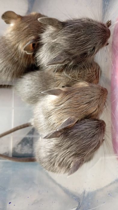 Degu veverite - nu sunt hamsteri