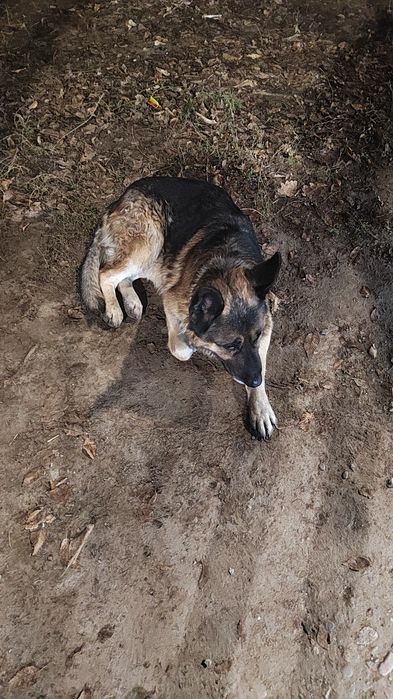 Найдена собака овчарка