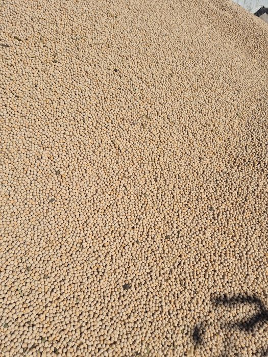 Mazare soiul Salamanca