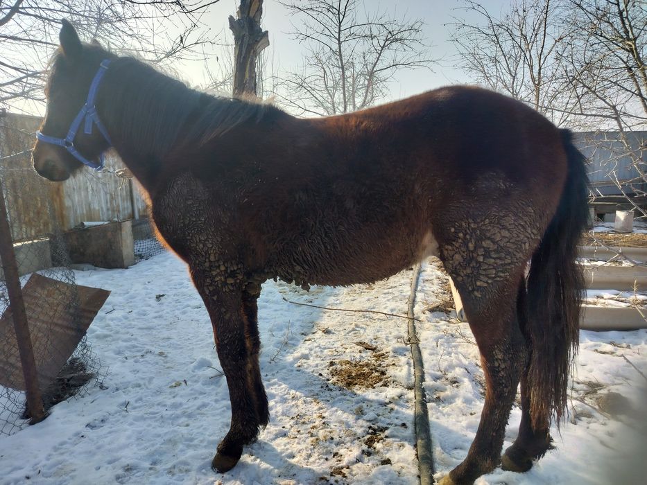 Жылқы екі жасар семіз
