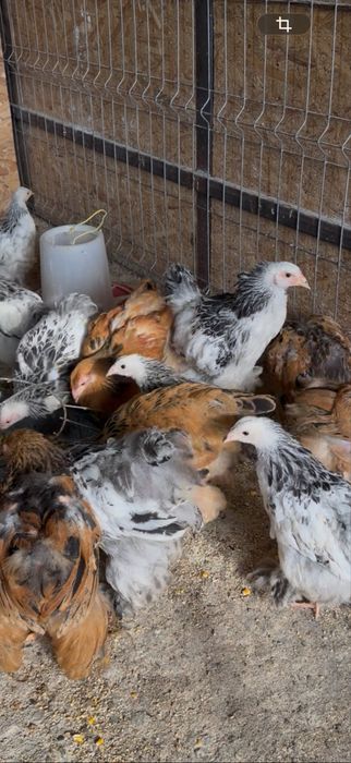 Vând pui de găini rasă Brahma, în vârstă de 2 luni jumătate, vaccinați conform vârstei, crescuți la sol