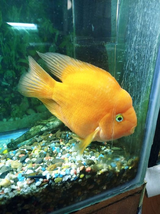 Аквариумные рыбки