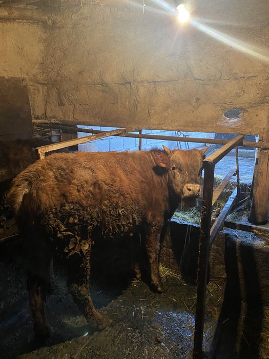 Продам быков 11мес