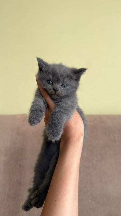 Продаются котята.