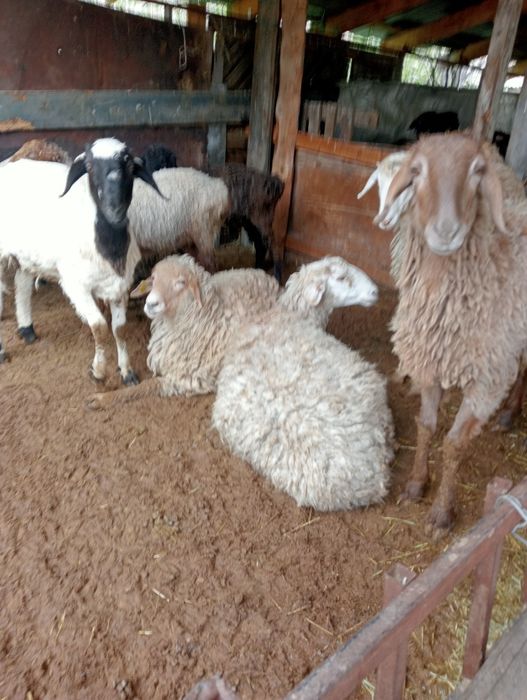 Қой тоқты. Бараны .