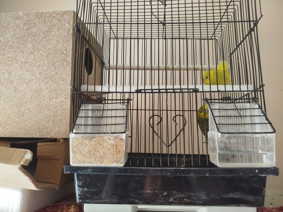 Попугай сотилади