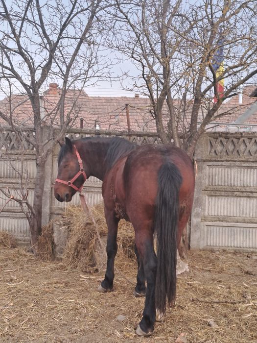 Vând armăsar  de 3 ani