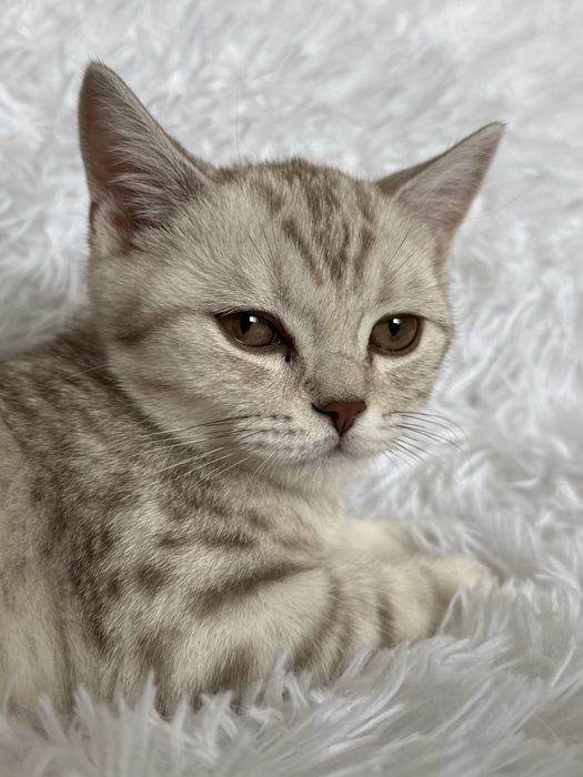 Котик по имени Бэйбик ищет дом