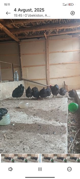 Gigant jersiy tovuqlar sotuvda