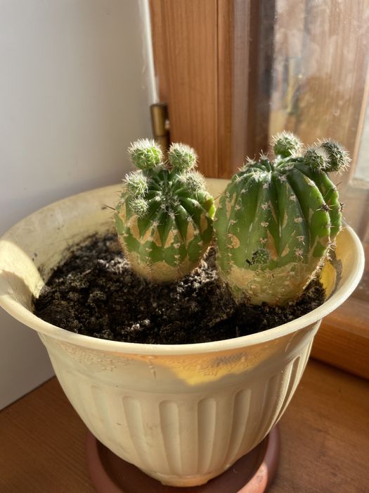 Продам Кактус