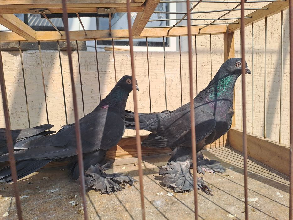 Голуби жучки молодые