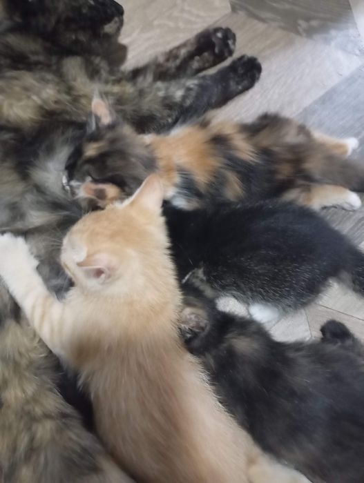 Котята добрые руки