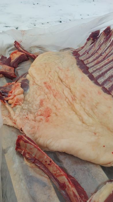 Лошади.Тай.Согым.