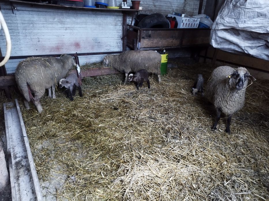 Oi cu mei și nutreț