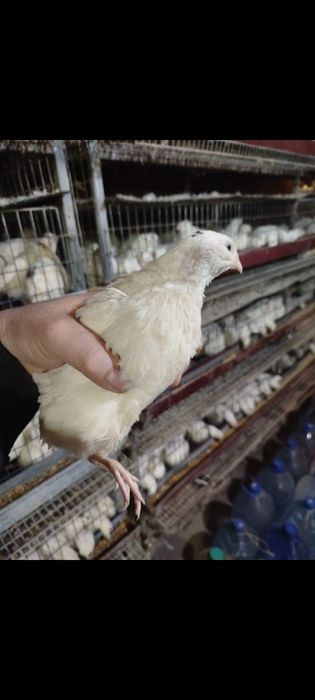 Белий гигант бедана  қибрай