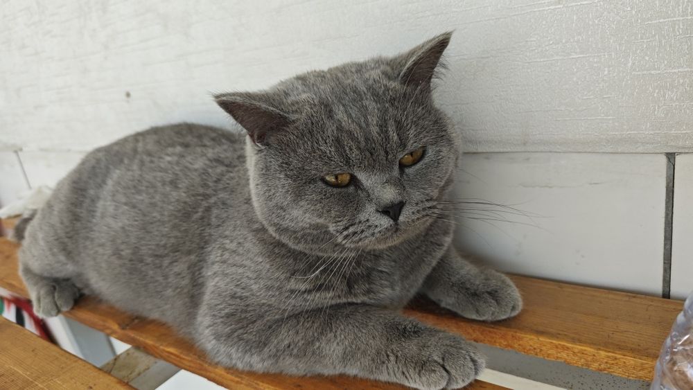 mushuk sotladi zoti Britaniya kalta yungli