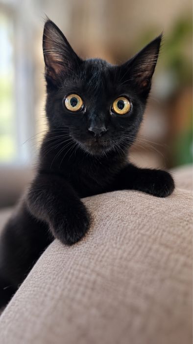 Котенок мальчик ищет самых любящих хозяев