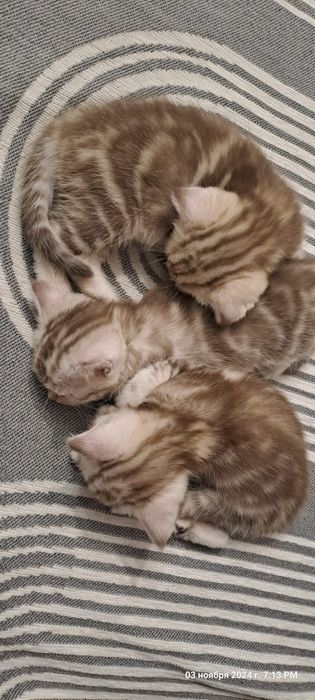 Вязка кота. Скоттиш фолд.