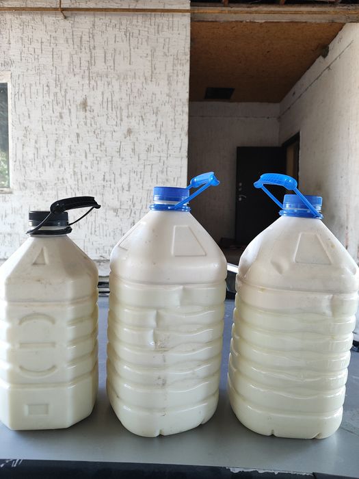 Қолдың қою сүті  күнделікті 25-30л