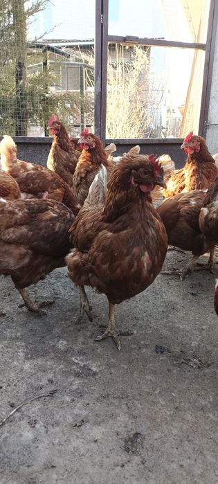 Куры Ломан Браун курица