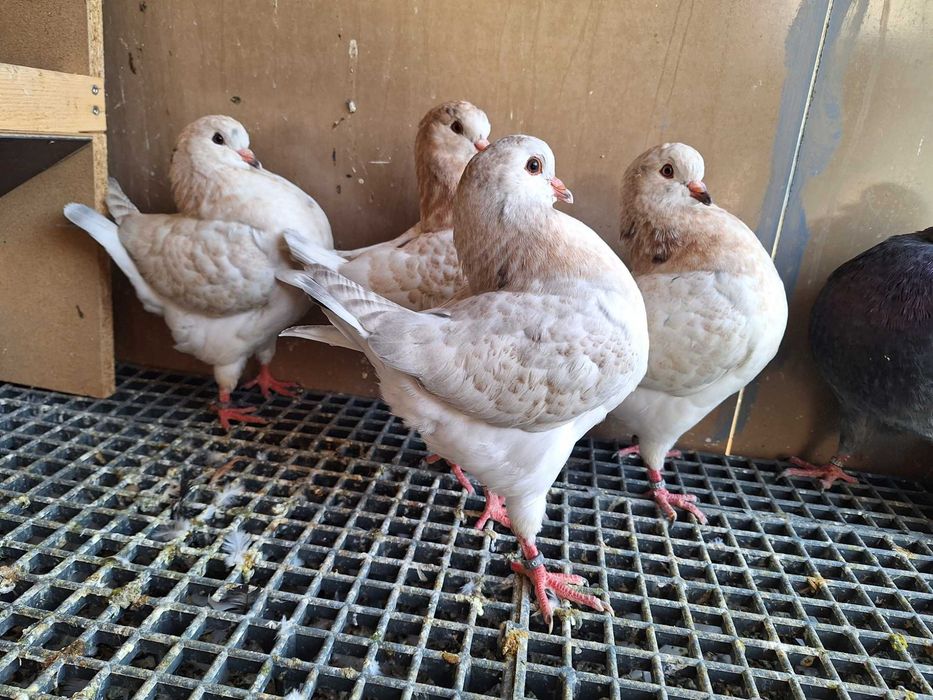 Kingi almond tineret
