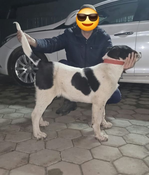 Алабай щенки сао