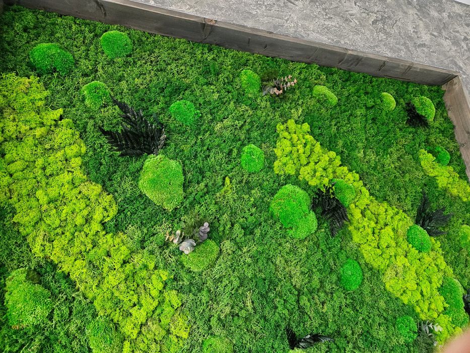 Lichenii stabilizați