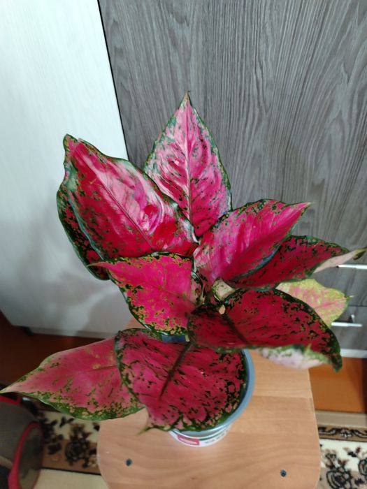 Продам комнатный цветок