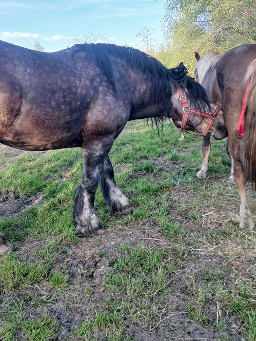 Vand sau schimb armasar