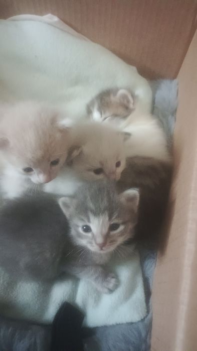 Отдам котят даром