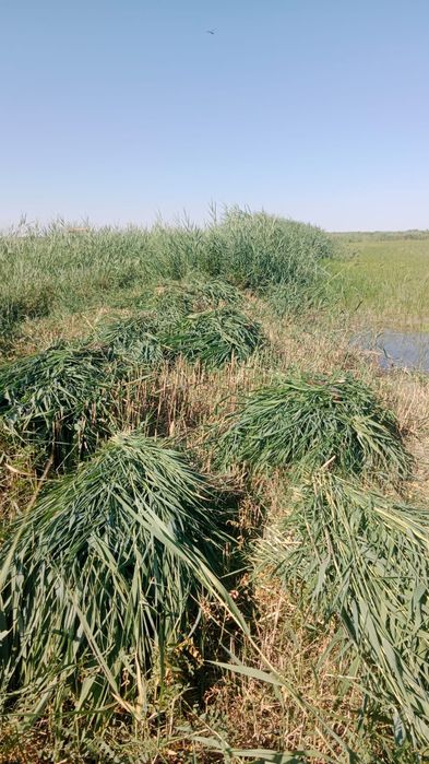 Бау шөп сатылаты