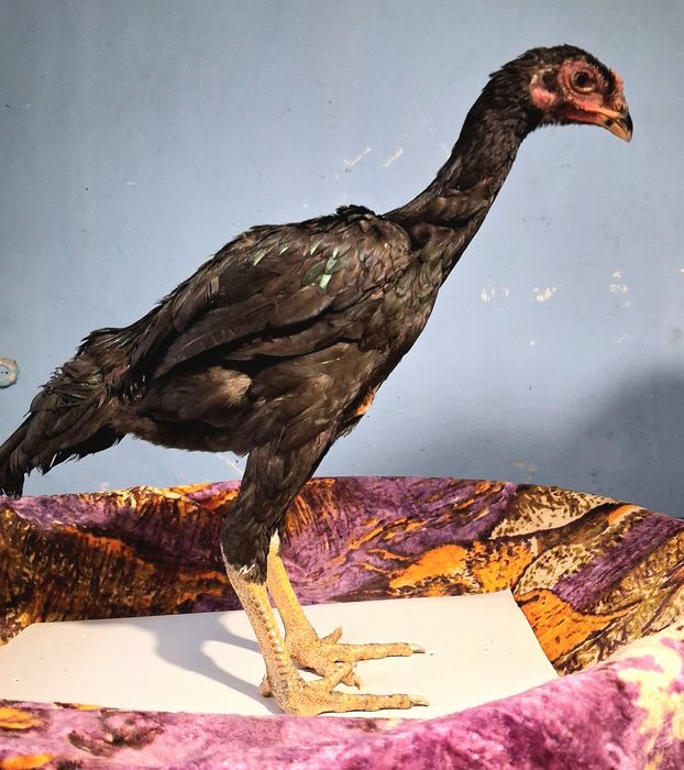 Продам цыплят бойцовые