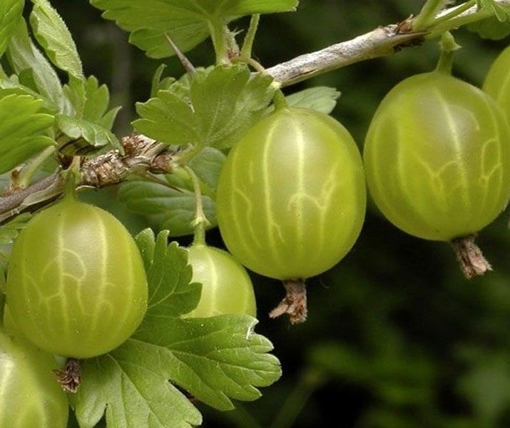 Крыжовник зеленый очень крупный