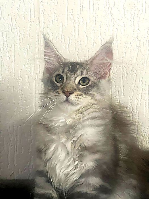 Maine Coon cu părinții campion.