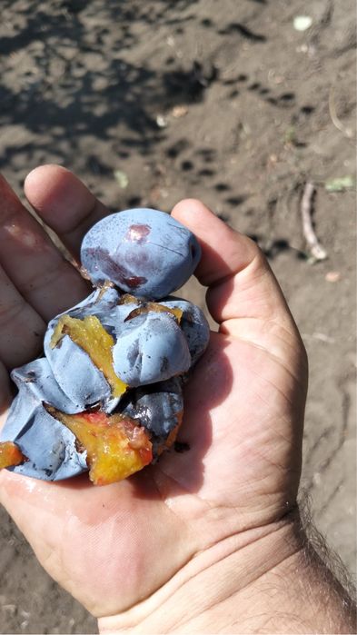 Prune  dulci tuica