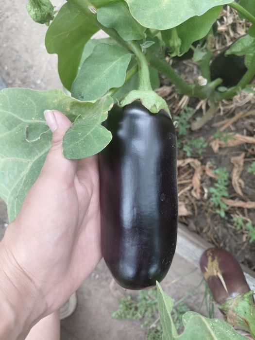 Продам овощи домашние