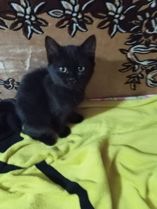 Отдам в добрые руки котенка