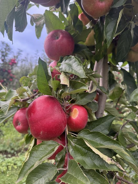 Mere Suc si industrie