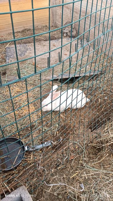 Кролик сатылады қояндар