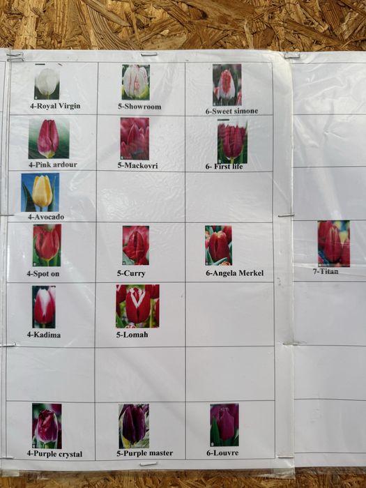 Тюльпаны на 14 февраля и 8 марта