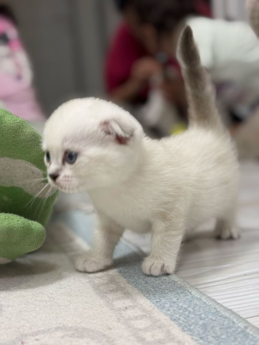 Котята вислоушки