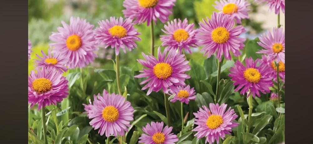 Ландшафт газон елки