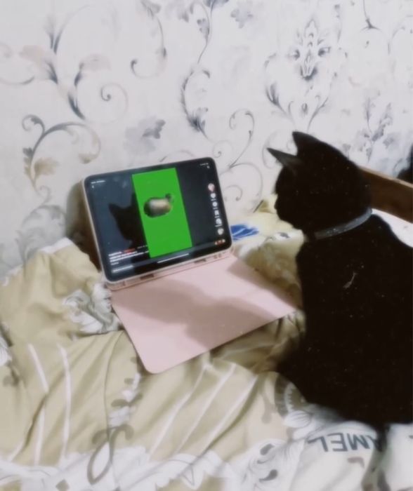 Отдам в хорошие руки, Котенок (девочка)